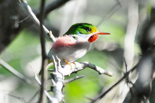 a-cuba-bird