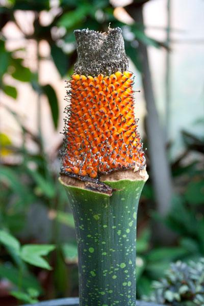 corpse-flower_conservatory